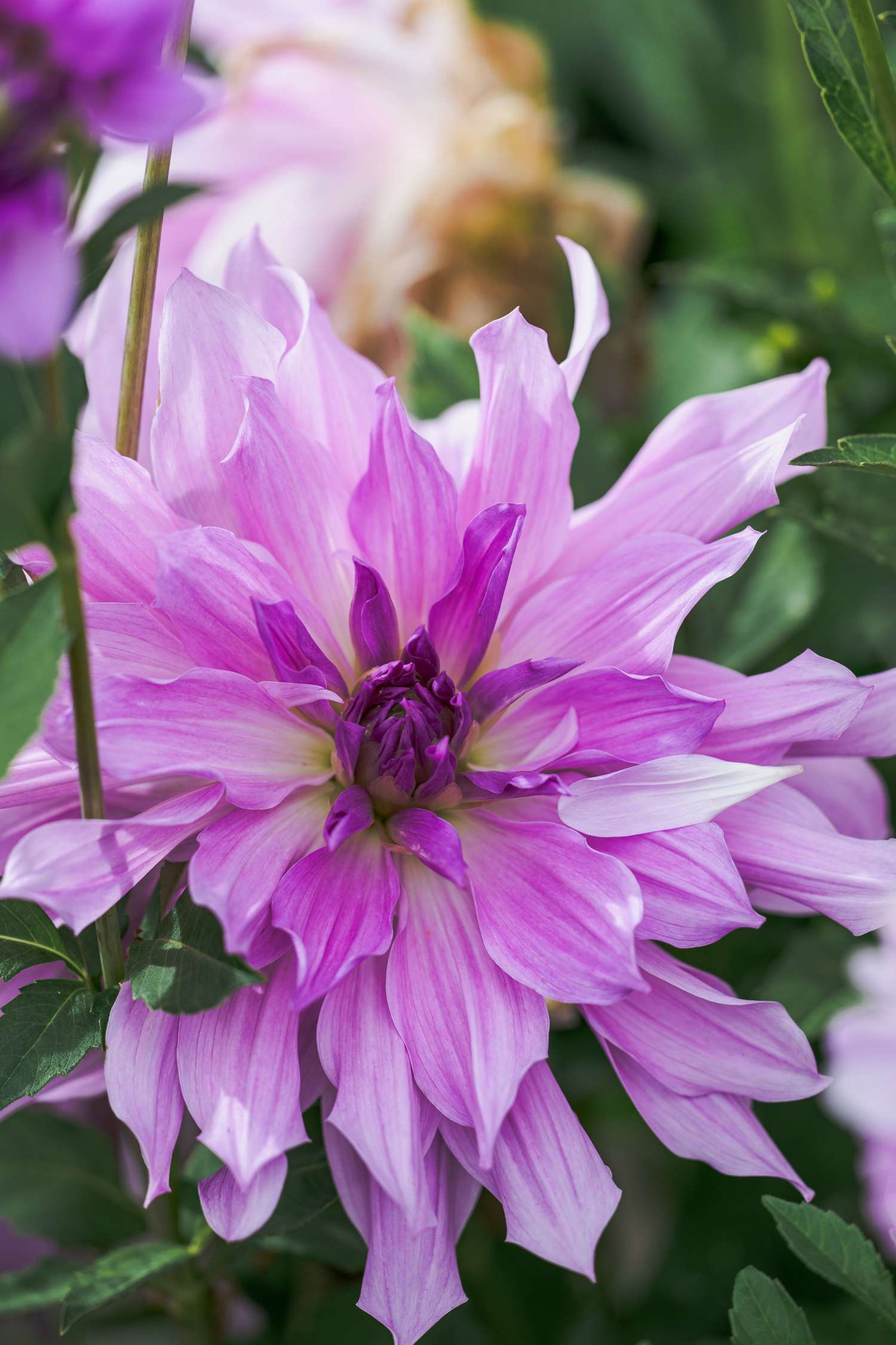 Daalia 'Lavender Ruffles'